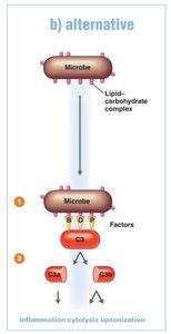 Alternative pathway of complement activation