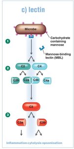 Lectin pathway of complement activation
