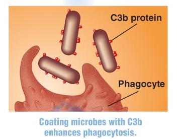Opsonization by C3b protein