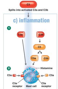 Complement-induced inflammation