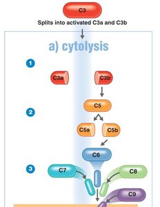 Complement-induced cytolysis