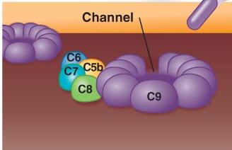 Membrane attack complex (MAC) formation