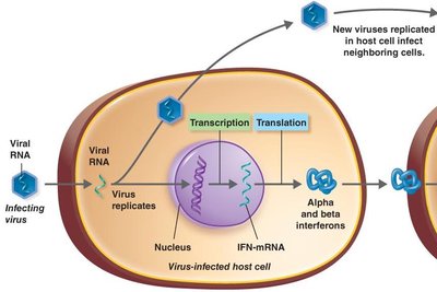 Interferon production and action in viral infection