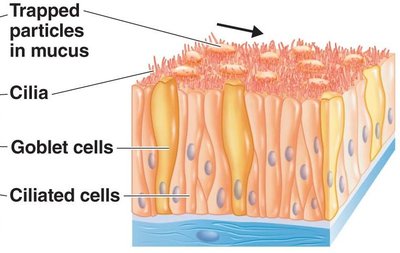 Diagram of mucous membrane with cilia, goblet cells, and ciliated cells