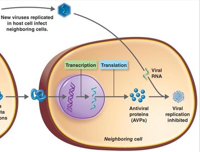 Antiviral proteins inhibit viral replication in neighboring cells