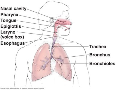 Diagram of respiratory tract showing mucous membrane locations