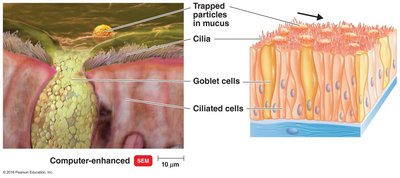 Ciliary escalator mechanism in respiratory tract