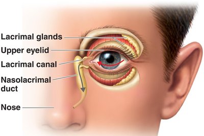 Lacrimal apparatus showing tear production and drainage