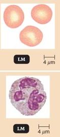 Blood cells: erythrocytes and neutrophils