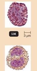 Basophils and eosinophils under light microscope