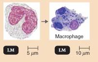 Monocyte and macrophage under light microscope