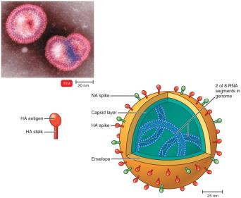 Structure of the influenza virus