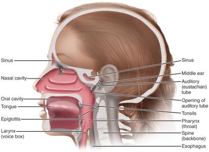 Diagram of the upper respiratory system