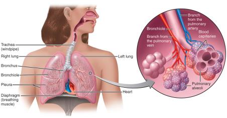 Diagram of the lower respiratory system and alveoli