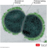 Streptococcus with M protein on fimbriae