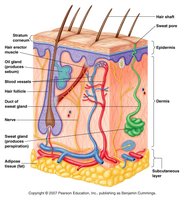 Cross-section of human skin showing layers and structures