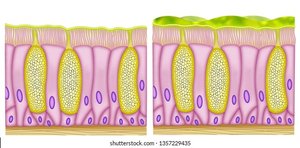 Illustration of mucous membrane with cilia and mucus