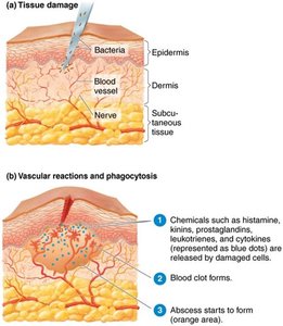 Tissue damage and vascular reactions in inflammation