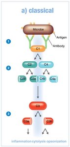 Classical pathway of complement activation