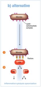 Alternative pathway of complement activation