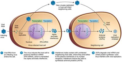 Antiviral action of alpha and beta interferons
