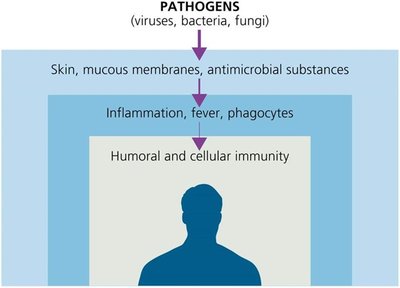 Diagram of immune system layers: skin/mucous, inflammation, adaptive immunity
