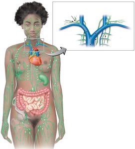 Diagram of the human lymphatic system