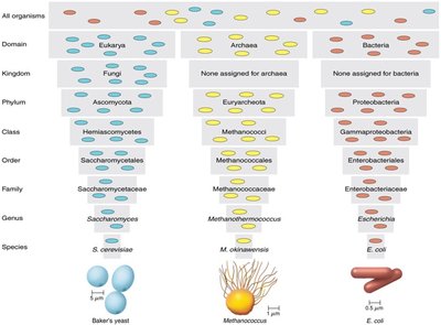 Taxonomic hierarchy diagram