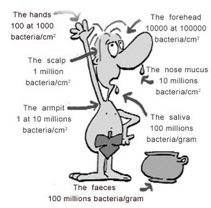 Distribution of bacteria on human body