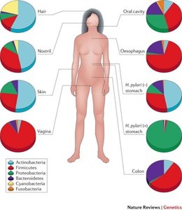 Human microbiome composition by body site