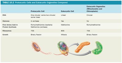 Comparison of prokaryotic cells and eukaryotic organelles