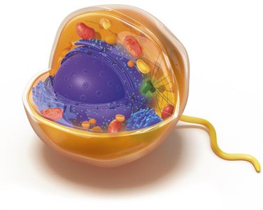 Diagram of a eukaryotic cell