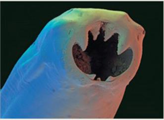 Helminth with mouthparts