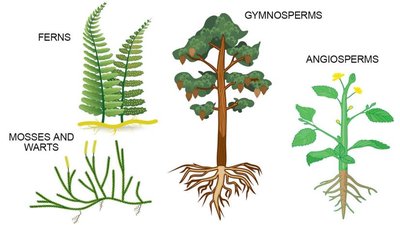Major groups of plants
