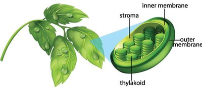 Chloroplast structure