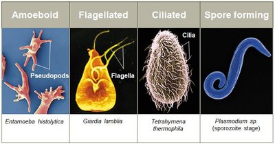 Types of protists by motility