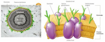 Eukaryotic glycocalyx structure
