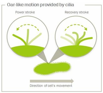 Cilia motion diagram
