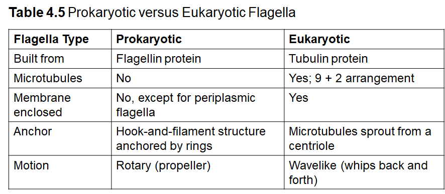 Table comparing prokaryotic and eukaryotic flagella