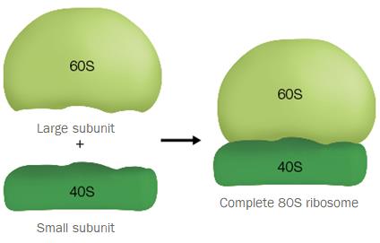 Eukaryotic ribosome structure