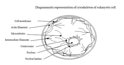 Diagram of eukaryotic cytoskeleton
