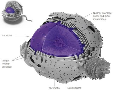 Structure of the eukaryotic nucleus