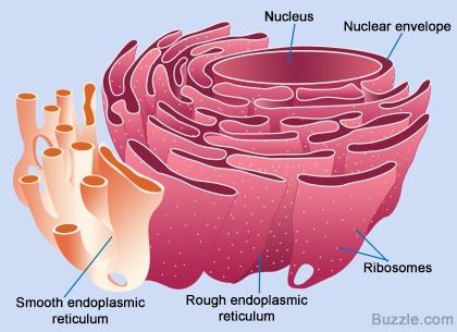Endoplasmic reticulum structure