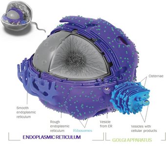 Golgi apparatus and ER