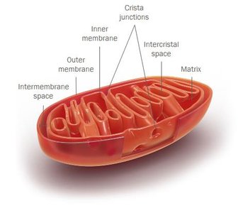 Mitochondrion structure