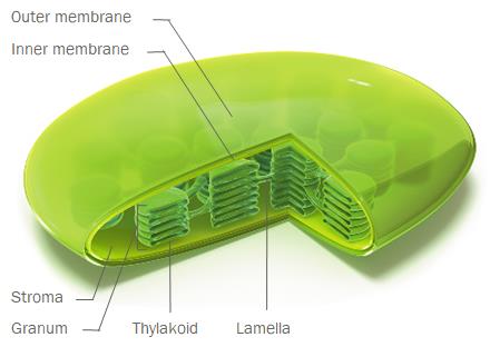 Chloroplast structure