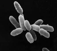 Archaeal cell
