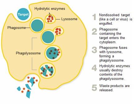 Phagocytosis process