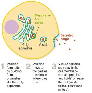 Exocytosis process