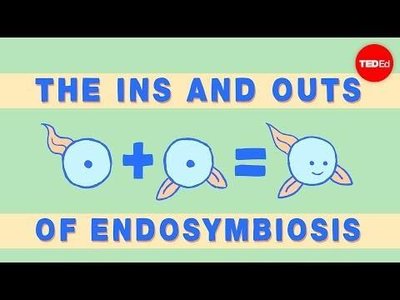 Endosymbiosis illustration